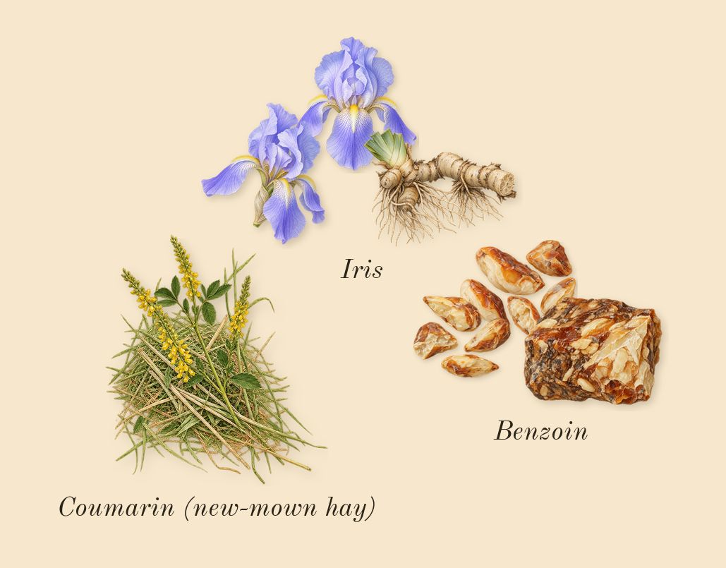 Infusion d'Iris, dry-down: Iris, Benzoin, Coumarin (new-mown hay)