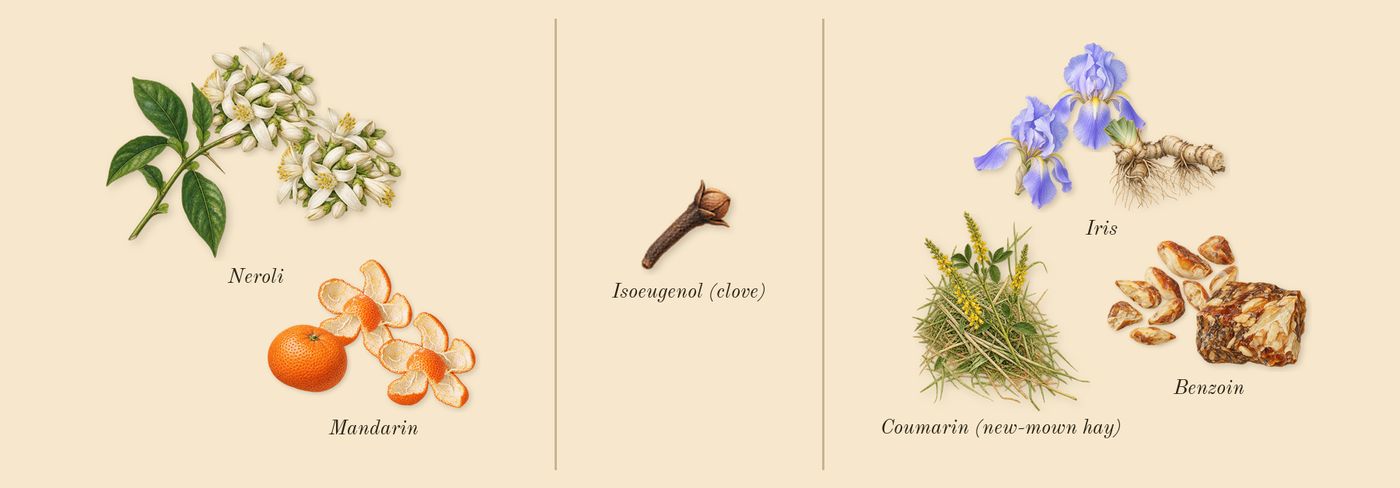 Infusion d'Iris’s scent picture, a draft: iris, neroli, mandarin, benzoin, coumarin (new-mown hay), isoeugenol (clove) drawn so far; dashed outlines where nothing is drawn yet