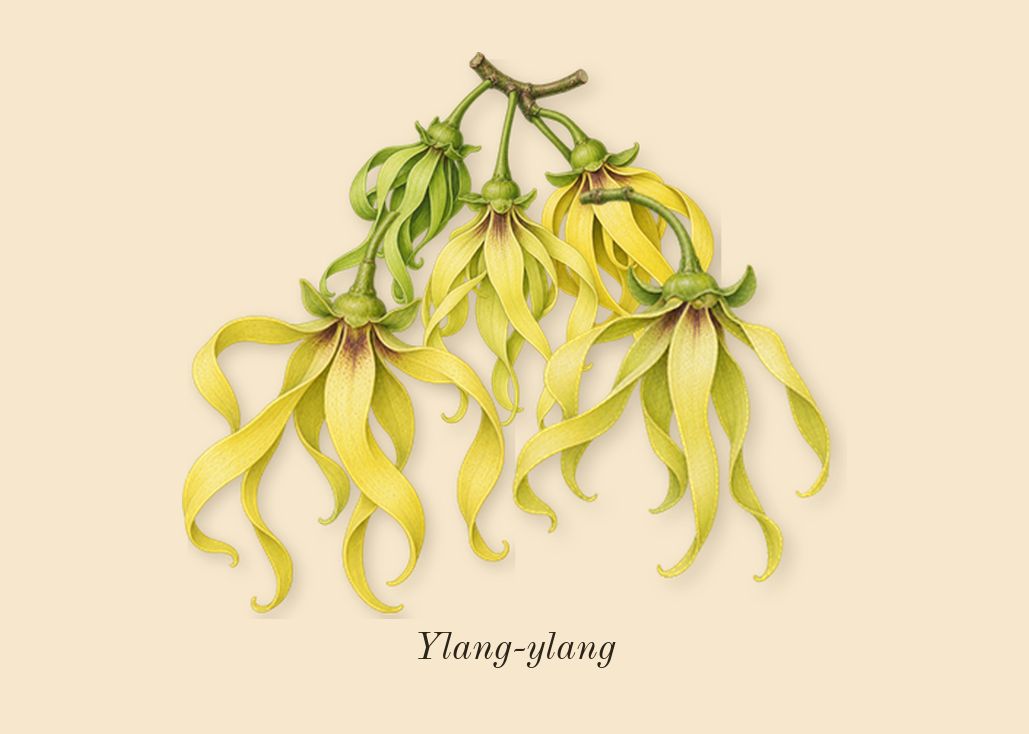 Infusion d'Ylang, heart: Ylang-ylang