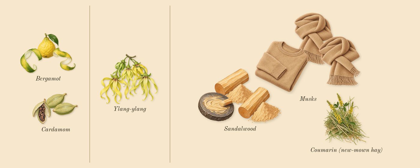 Infusion d'Ylang’s scent picture, a draft: bergamot, cardamom, ylang-ylang, sandalwood, musks, coumarin (new-mown hay) drawn so far; dashed outlines where nothing is drawn yet