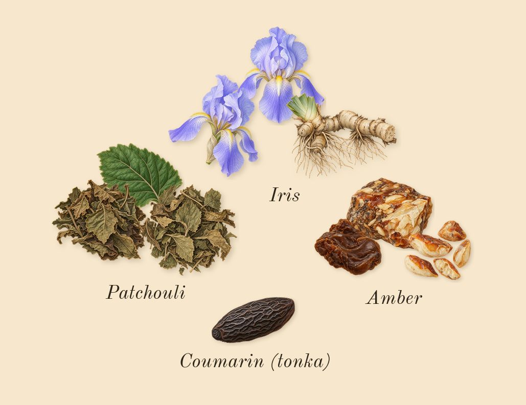 L'Homme, dry-down: Patchouli, Amber, Iris, Coumarin (tonka)