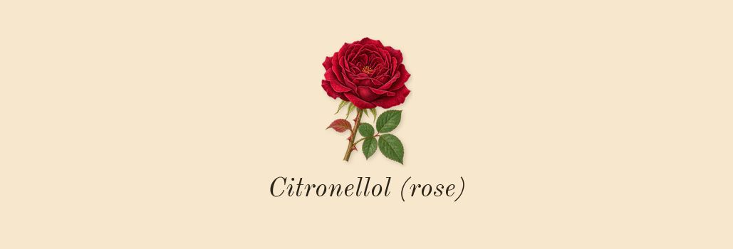 L'Homme Intense, heart: Citronellol (rose)