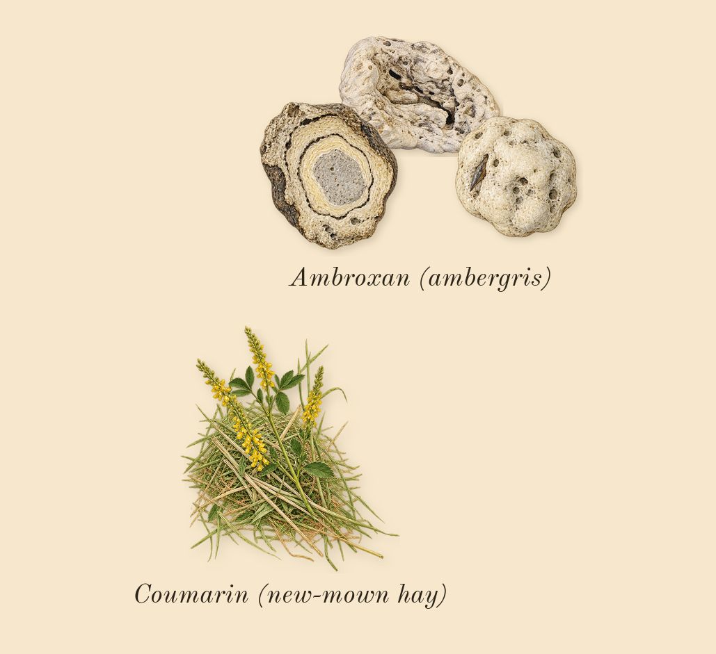 Luna Rossa Carbon, dry-down: Ambroxan (ambergris), Coumarin (new-mown hay)