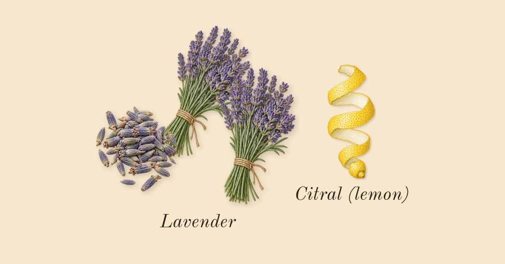 Luna Rossa Carbon, top notes: Lavender, Citral (lemon)