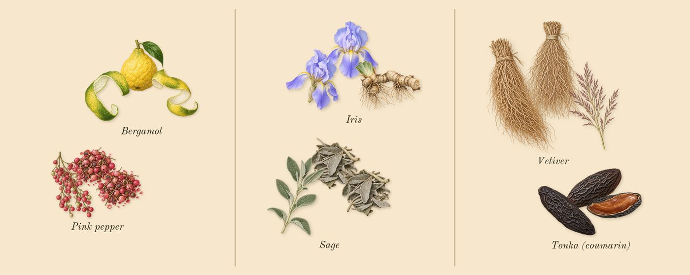 Luna Rossa Ocean’s scent picture, a draft: bergamot, pink pepper, iris, sage, vetiver, tonka (coumarin) drawn so far; dashed outlines where nothing is drawn yet