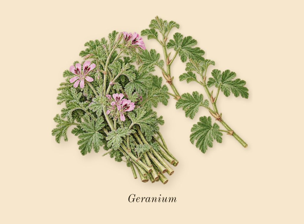Paradigme, heart: Geranium