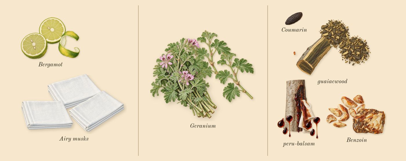 Paradigme’s scent picture, a draft: bergamot, airy musks, geranium, peru-balsam, benzoin, guaiacwood drawn so far; dashed outlines where nothing is drawn yet
