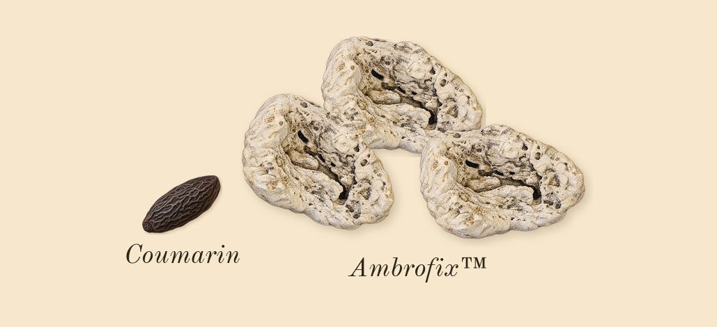 Paradoxe, dry-down: Ambrofix™, Coumarin