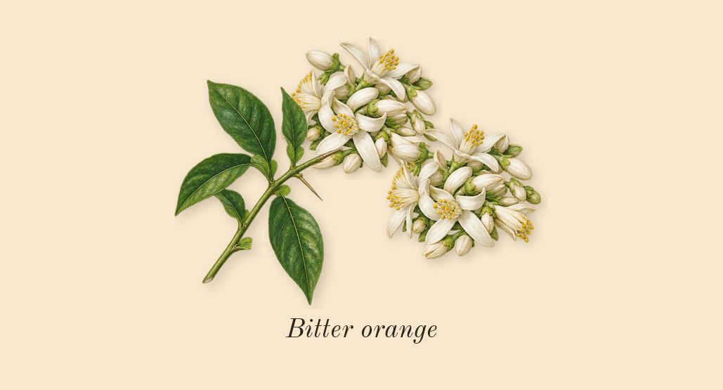 Paradoxe, top notes: Bitter orange