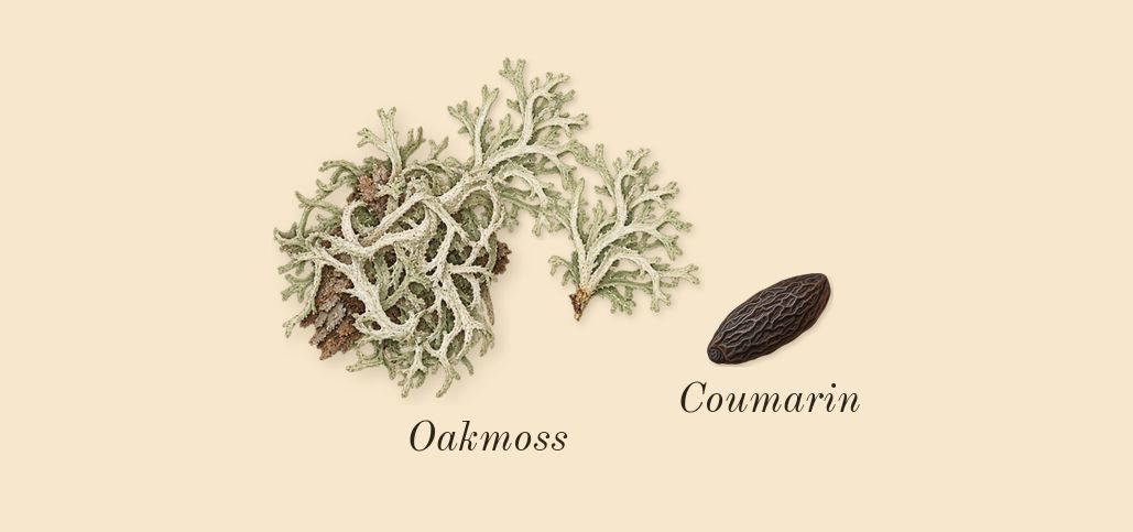 Paradoxe Intense, dry-down: Oakmoss, Coumarin