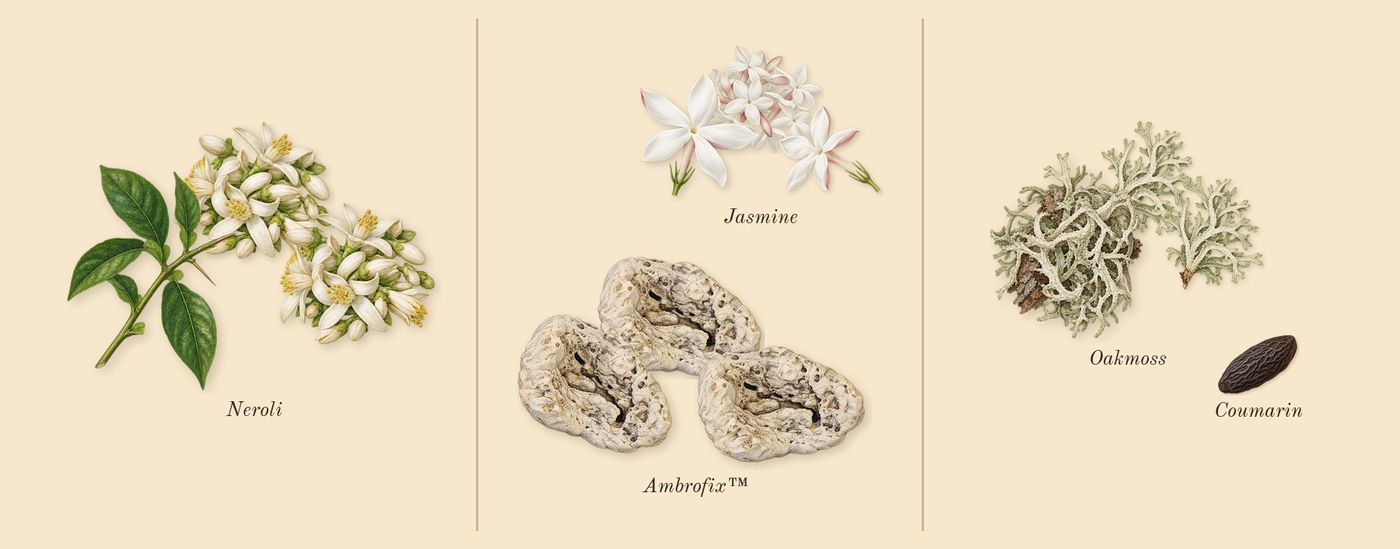 Paradoxe Intense’s scent picture, a draft: neroli, ambrofix™, oakmoss, jasmine, coumarin drawn so far; dashed outlines where nothing is drawn yet