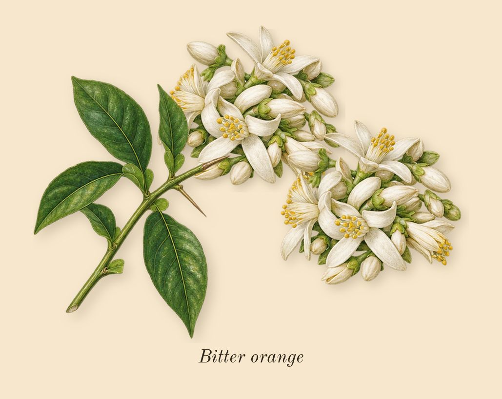 Paradoxe Sweet Chemistry, heart: Bitter orange