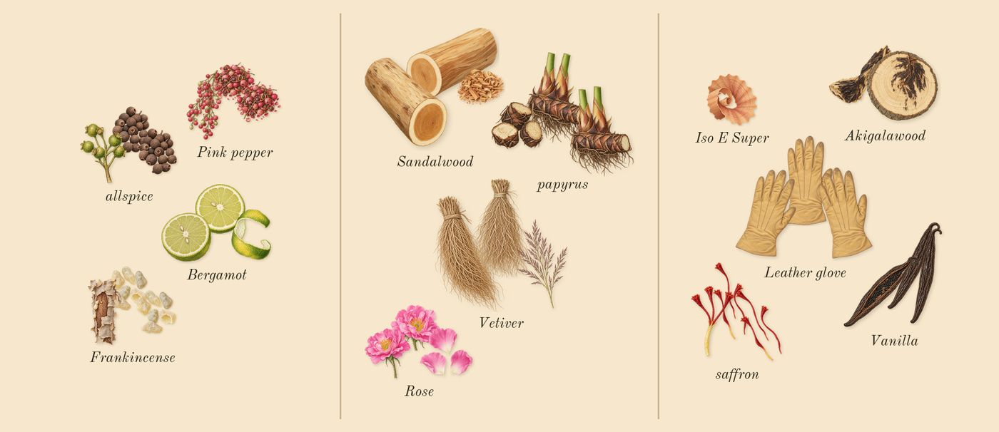 Purpose 50’s scent picture, a draft: bergamot, pink pepper, frankincense, allspice, rose, vetiver drawn so far; dashed outlines where nothing is drawn yet