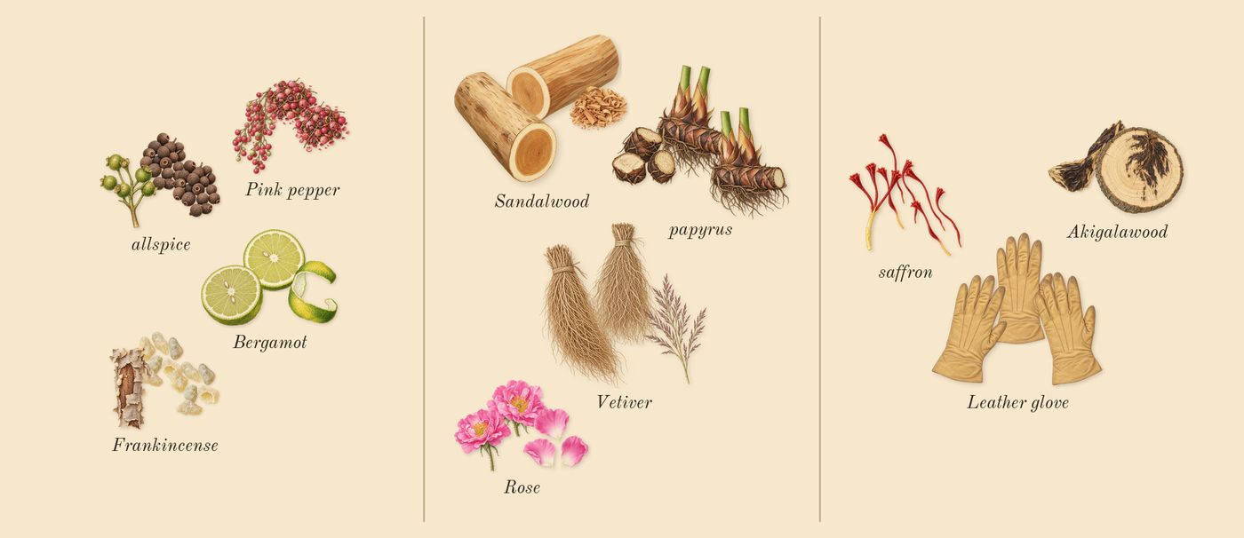 Purpose’s scent picture, a draft: bergamot, pink pepper, frankincense, allspice, rose, vetiver drawn so far; dashed outlines where nothing is drawn yet