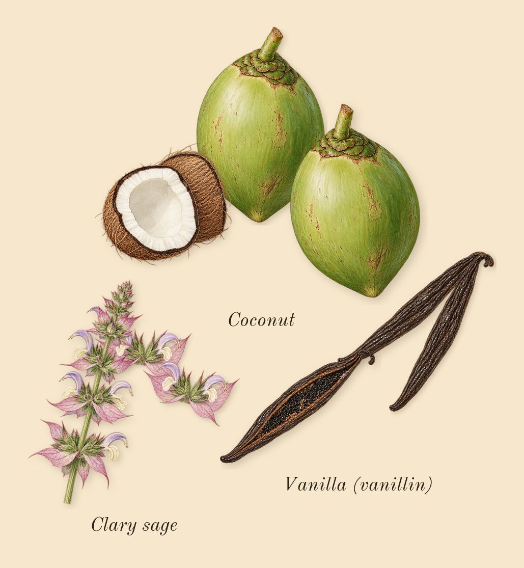 1 Million Black, heart: Vanilla (vanillin), Coconut, Clary sage