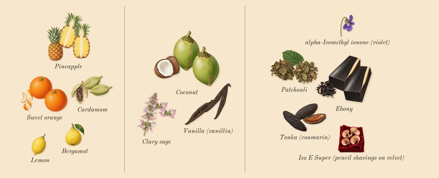 1 Million Black’s scent picture, a draft: pineapple, sweet orange, cardamom, vanilla (vanillin), coconut, clary sage drawn so far; dashed outlines where nothing is drawn yet