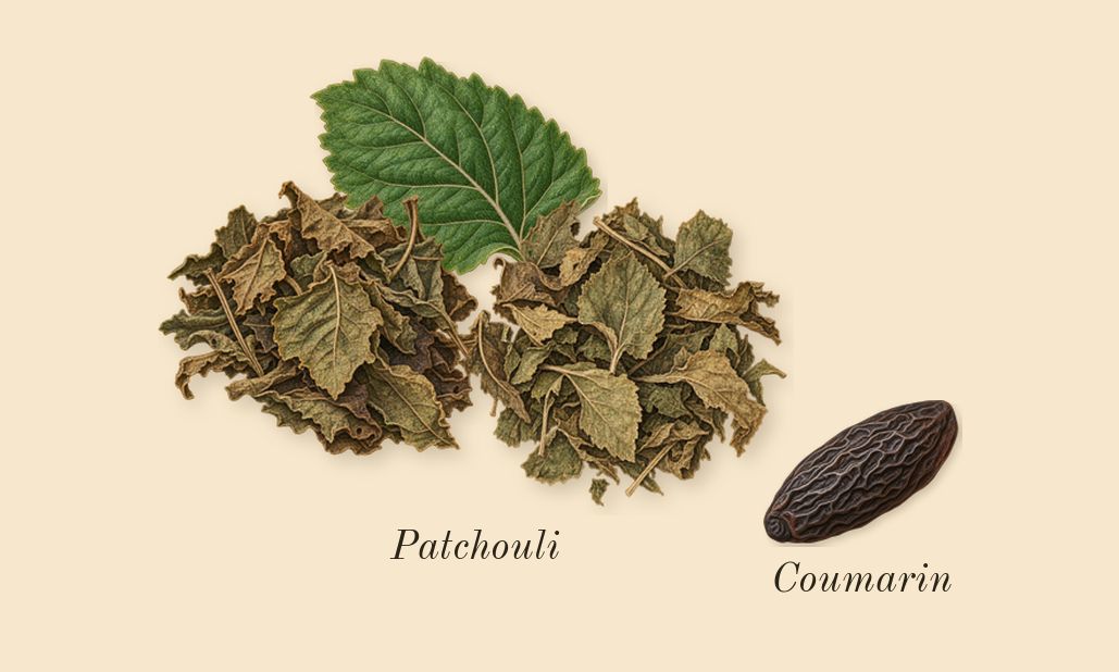 1 Million, dry-down: Patchouli, Coumarin