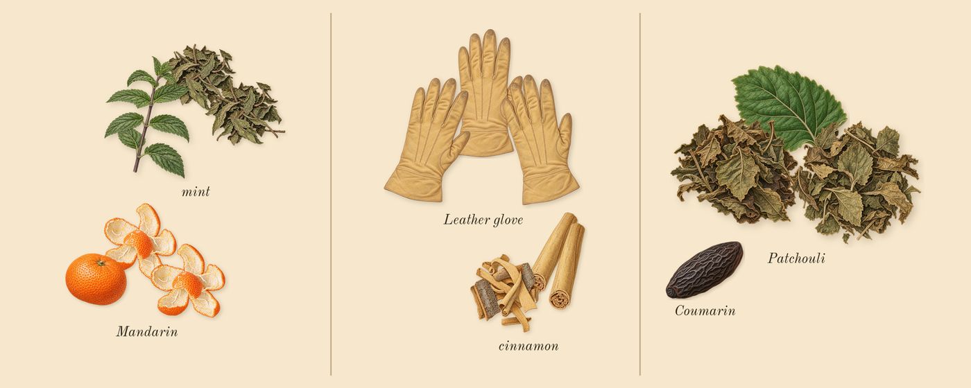 1 Million’s scent picture, a draft: mandarin, cinnamon, leather glove, mint, patchouli, coumarin drawn so far; dashed outlines where nothing is drawn yet