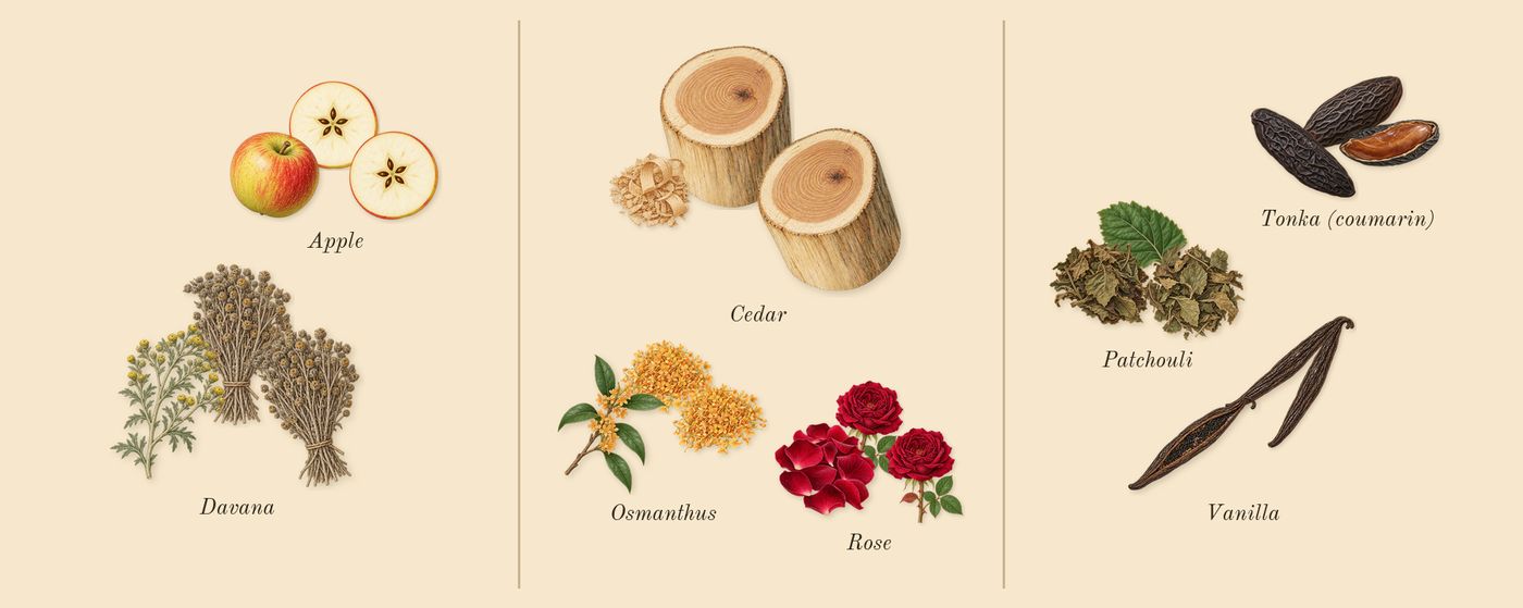 1 Million Elixir’s scent picture, a draft: davana, apple, rose, osmanthus, cedar, vanilla drawn so far; dashed outlines where nothing is drawn yet