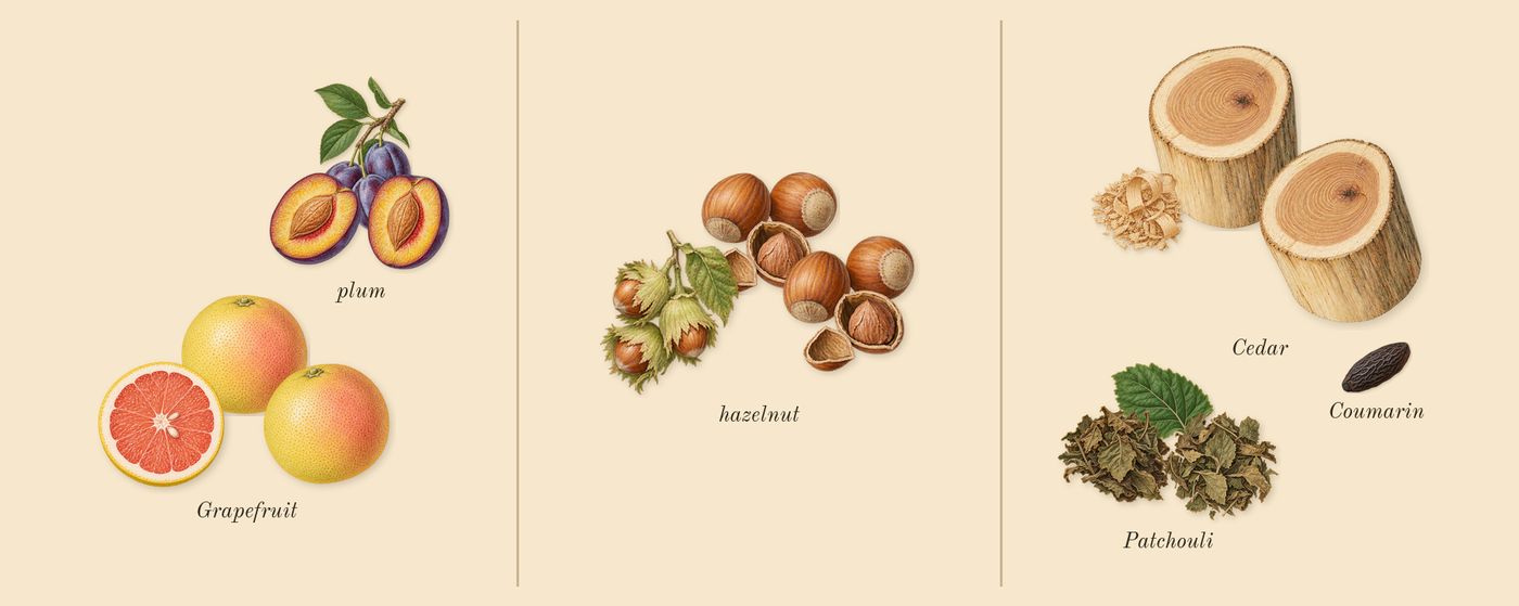 1 Million Lucky’s scent picture, a draft: plum, hazelnut, cedar, patchouli, grapefruit, coumarin drawn so far; dashed outlines where nothing is drawn yet
