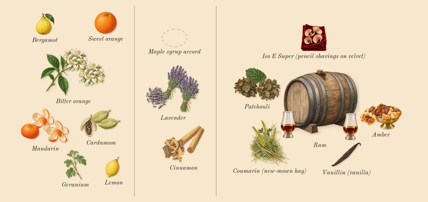 1 Million Night Elixir’s scent picture, a draft: mandarin, bitter orange, cardamom, cinnamon, lavender, amber drawn so far; dashed outlines where nothing is drawn yet
