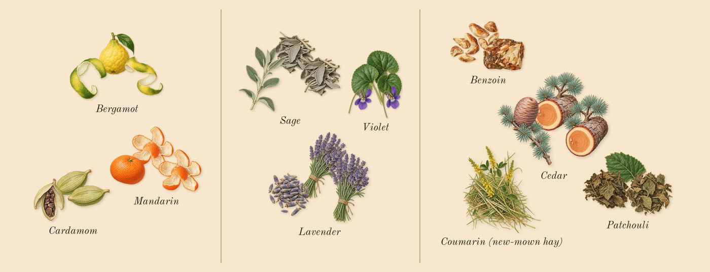 1 Million Royal’s scent picture, a draft: mandarin, bergamot, cardamom, violet, lavender, sage drawn so far; dashed outlines where nothing is drawn yet