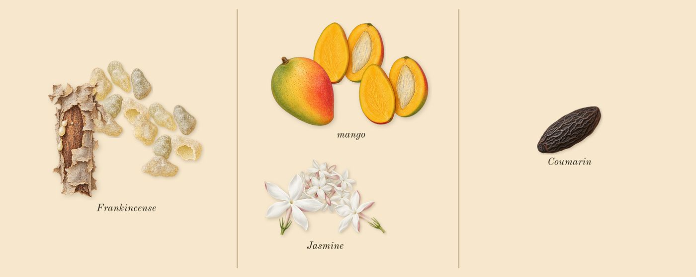 Fame’s scent picture, a draft: mango, jasmine, frankincense, coumarin drawn so far; dashed outlines where nothing is drawn yet
