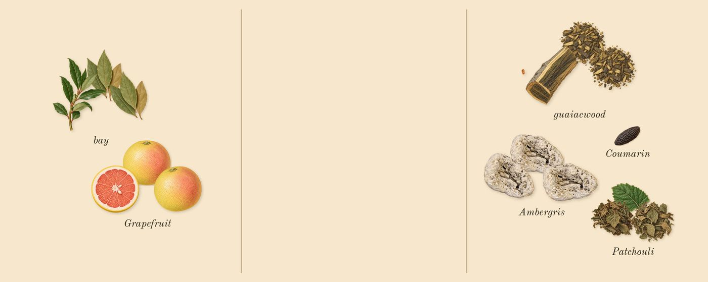 Invictus’s scent picture, a draft: grapefruit, guaiacwood, patchouli, ambergris, bay, coumarin drawn so far; dashed outlines where nothing is drawn yet