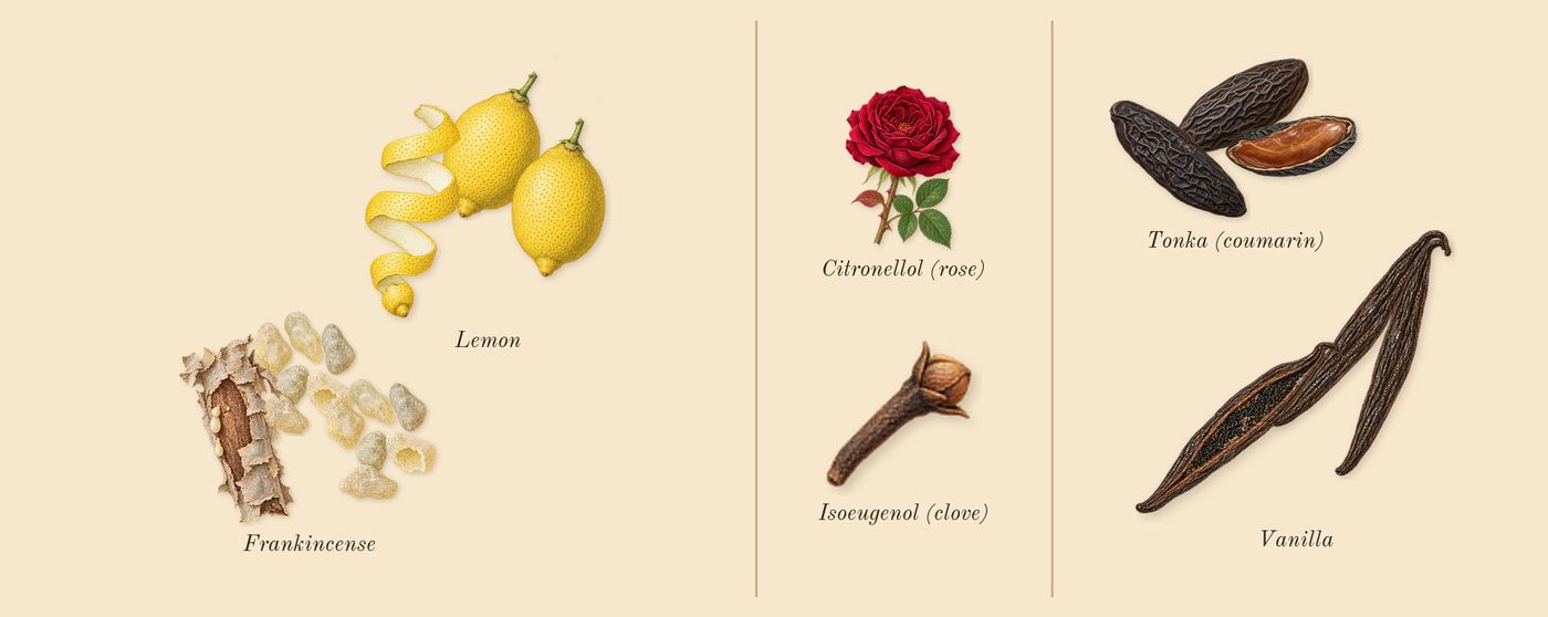 Invictus Victory’s scent picture, a draft: lemon, frankincense, vanilla, tonka (coumarin), citronellol (rose), isoeugenol (clove) drawn so far; dashed outlines where nothing is drawn yet