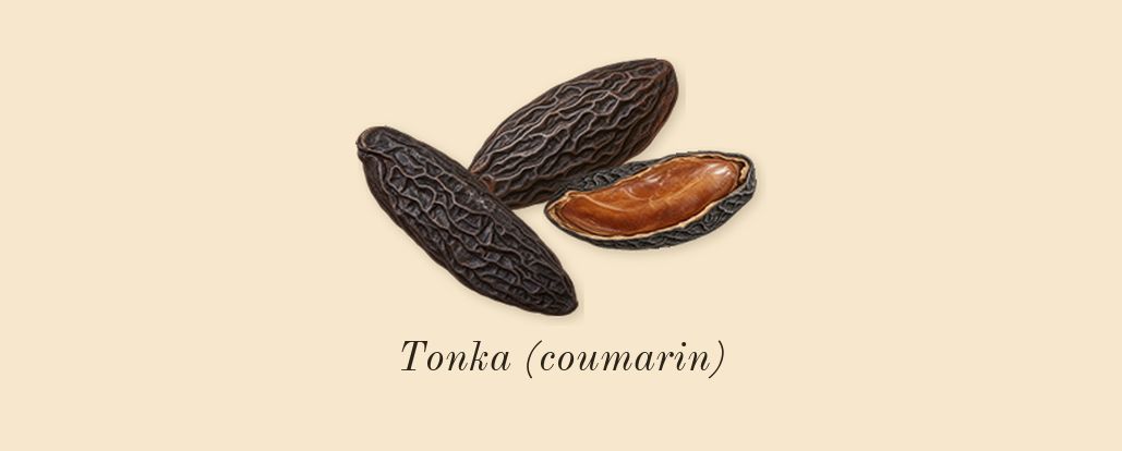 Invictus Victory Elixir, top notes: Tonka (coumarin)