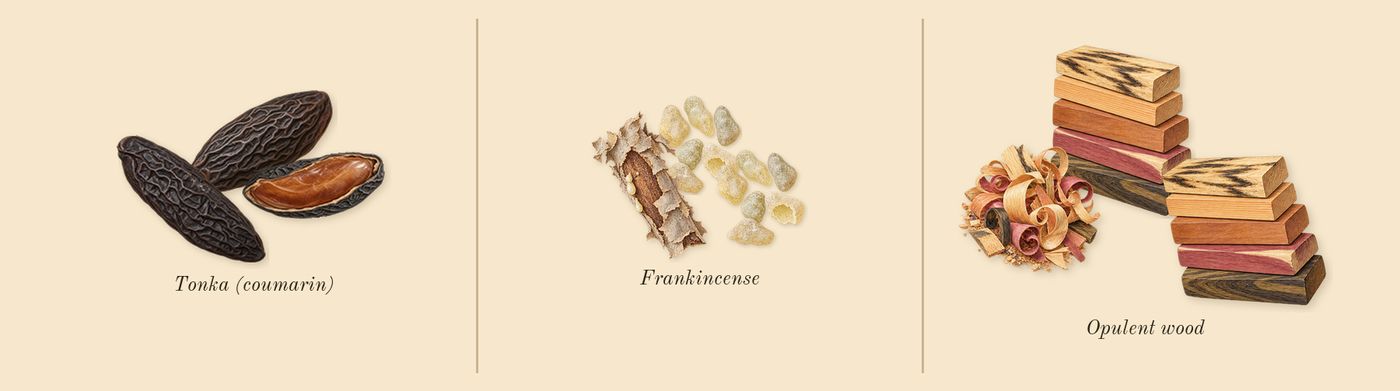 Invictus Victory Elixir’s scent picture, a draft: tonka (coumarin), frankincense, opulent wood drawn so far; dashed outlines where nothing is drawn yet