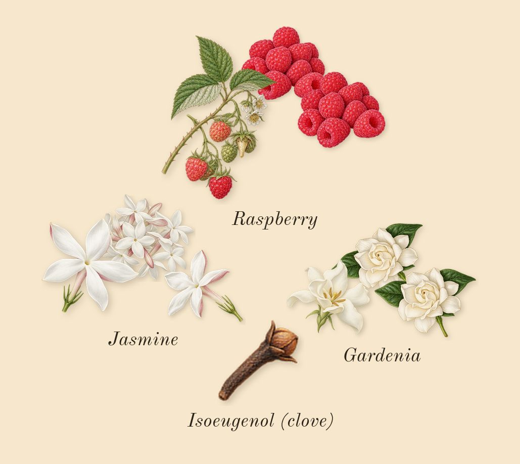 Lady Million, heart: Jasmine, Raspberry, Gardenia, Isoeugenol (clove)