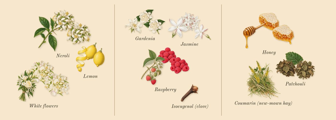 Lady Million’s scent picture, a draft: white flowers, jasmine, honey, lemon, raspberry, neroli drawn so far; dashed outlines where nothing is drawn yet