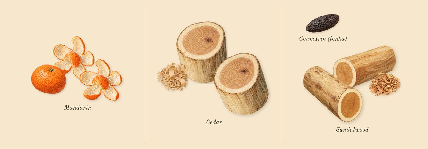 Million Gold’s scent picture, a draft: mandarin, cedar, sandalwood, coumarin (tonka) drawn so far; dashed outlines where nothing is drawn yet