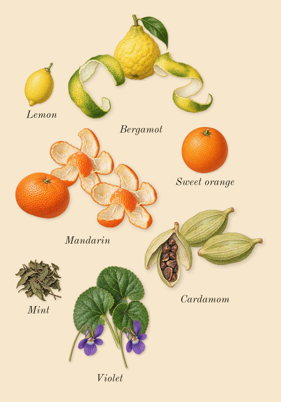 Million Gold Elixir, top notes: Mandarin, Bergamot, Violet, Cardamom, Lemon, Sweet orange, Mint