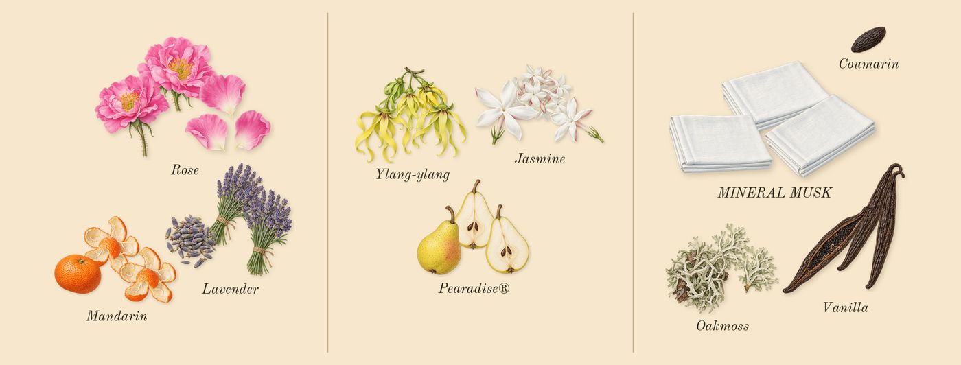 Million Gold for Her’s scent picture, a draft: rose, mineral musk, lavender, mandarin, pearadise®, ylang-ylang drawn so far; dashed outlines where nothing is drawn yet