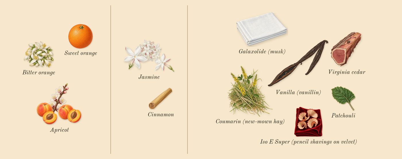 Olympéa Absolu’s scent picture, a draft: apricot, jasmine, vanilla (vanillin), virginia cedar, sweet orange, patchouli drawn so far; dashed outlines where nothing is drawn yet
