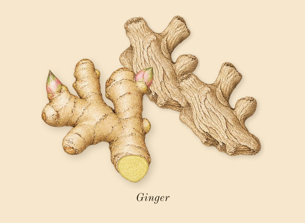 Olympéa, heart: Ginger