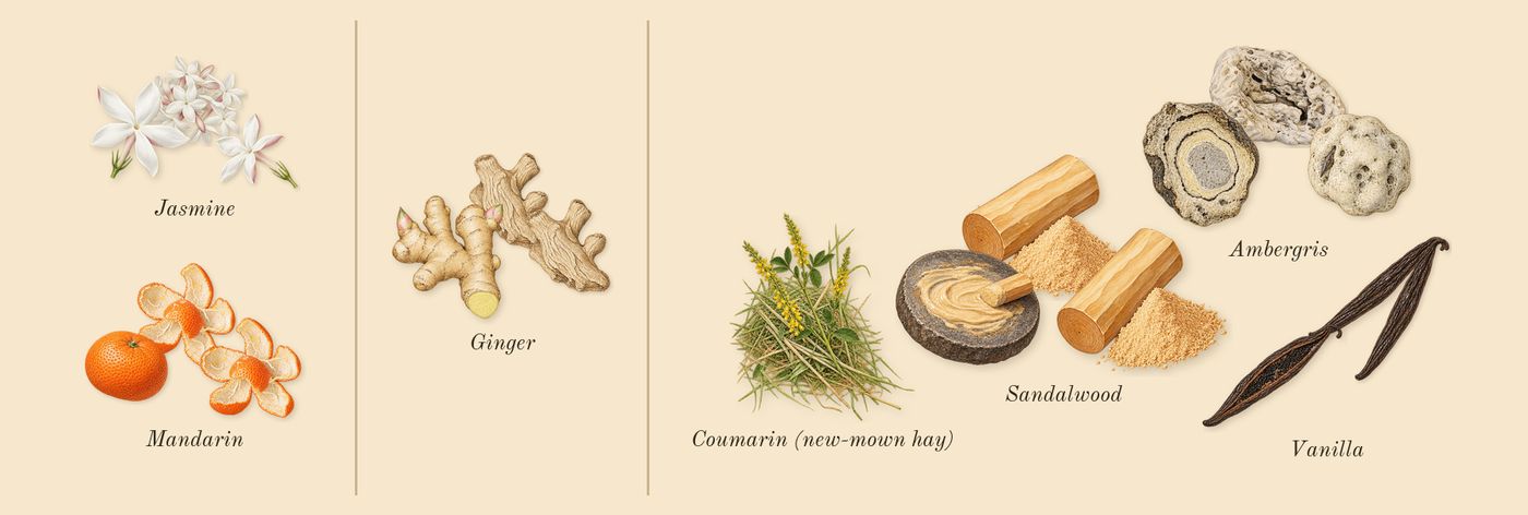 Olympéa’s scent picture, a draft: jasmine, ginger, vanilla, mandarin, ambergris, sandalwood drawn so far; dashed outlines where nothing is drawn yet