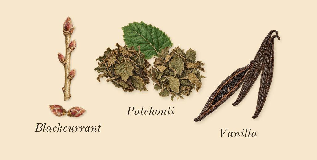 Olympéa Flora, dry-down: Blackcurrant, Vanilla, Patchouli