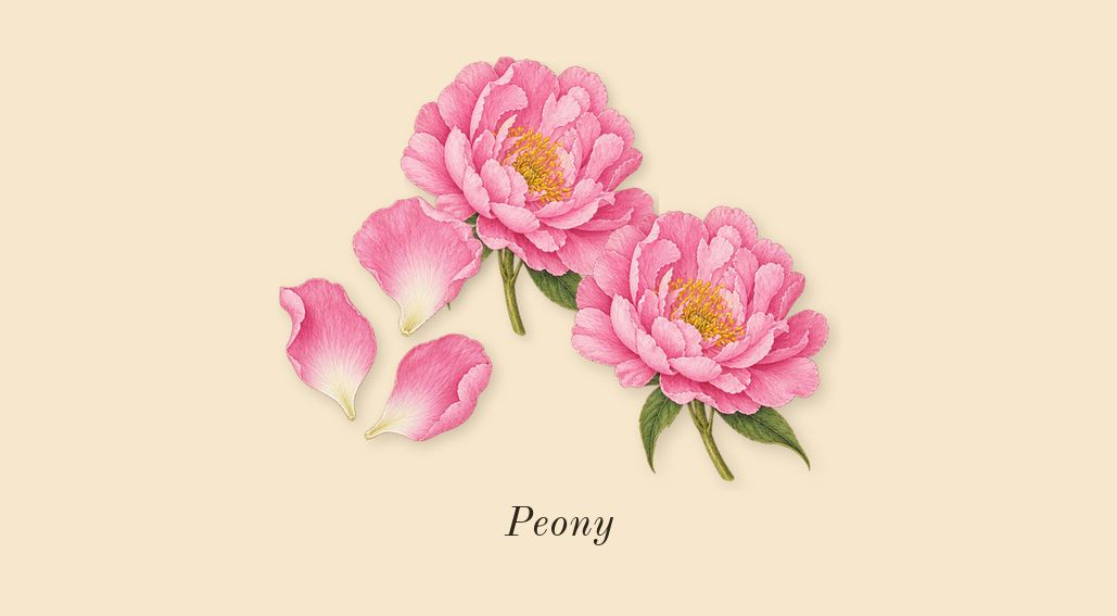 Olympéa Flora, heart: Peony