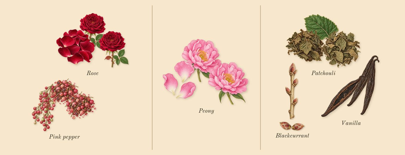 Olympéa Flora’s scent picture, a draft: rose, peony, blackcurrant, pink pepper, vanilla, patchouli drawn so far; dashed outlines where nothing is drawn yet