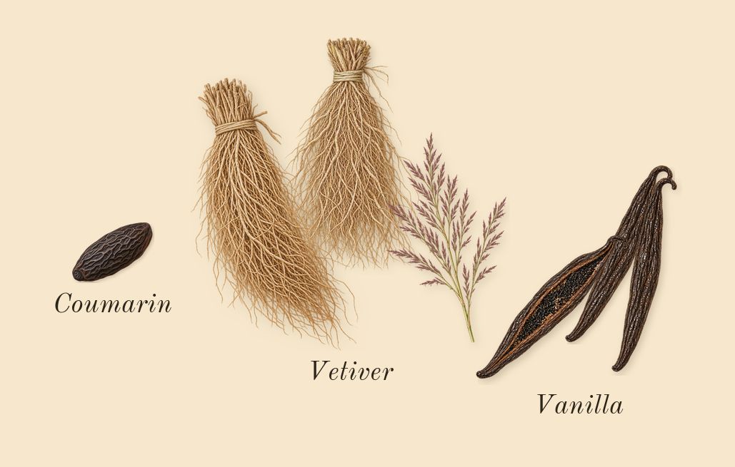 Phantom, dry-down: Vanilla, Vetiver, Coumarin