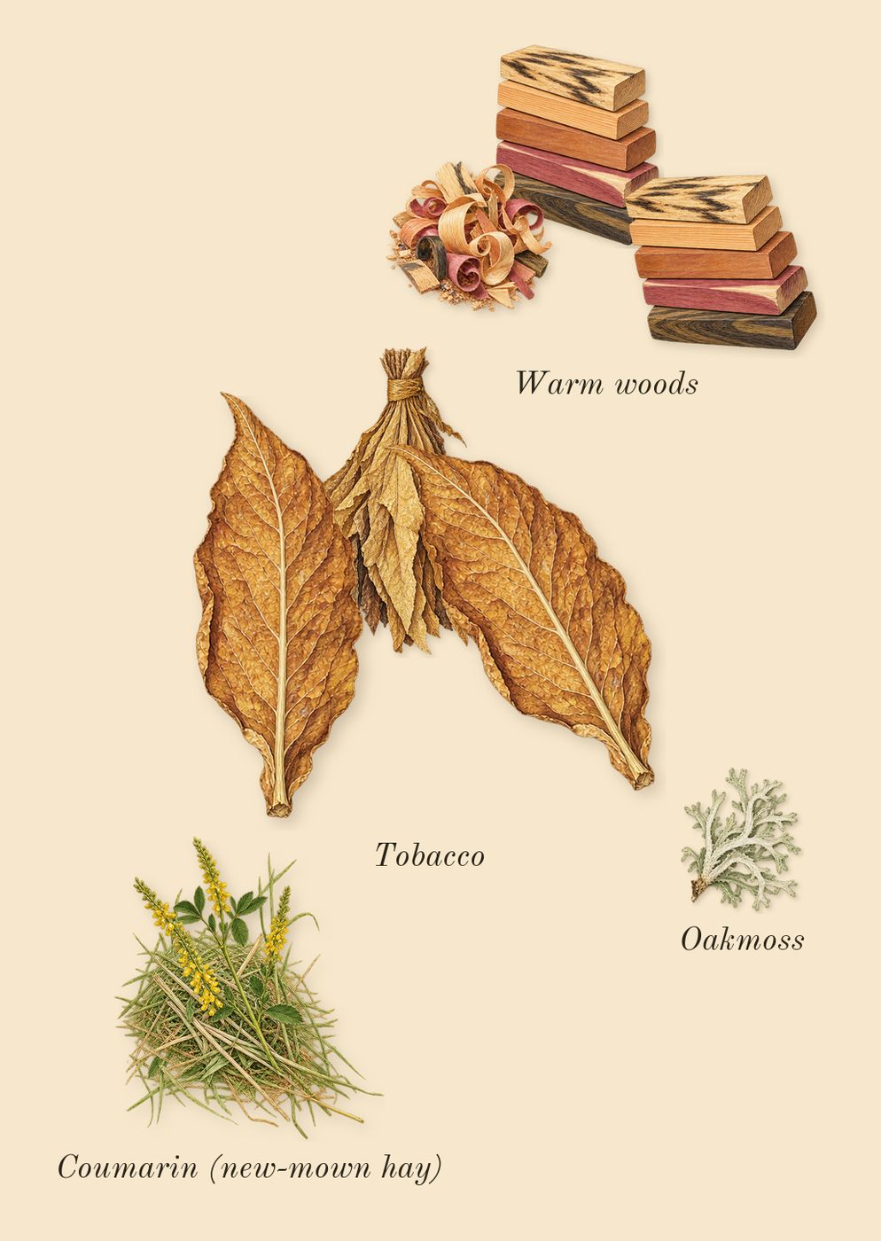 Pour Homme, dry-down: Warm woods, Tobacco, Oakmoss, Coumarin (new-mown hay)