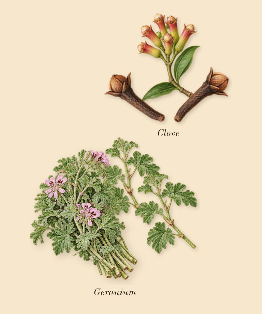 Pour Homme, heart: Geranium, Clove