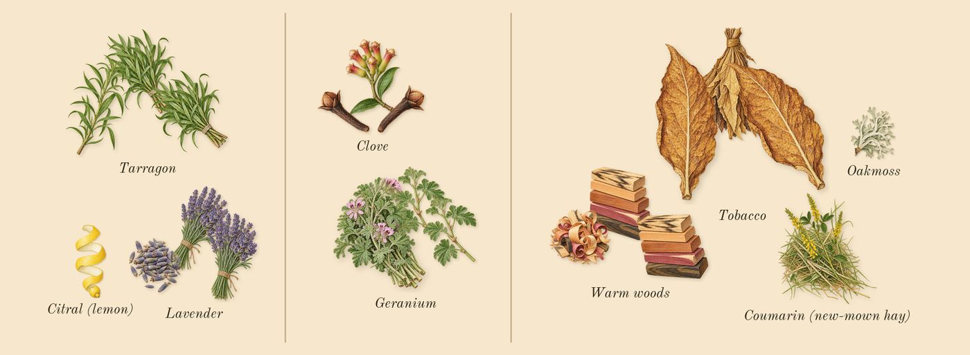 Pour Homme’s scent picture, a draft: lavender, tarragon, geranium, clove, warm woods, tobacco drawn so far; dashed outlines where nothing is drawn yet