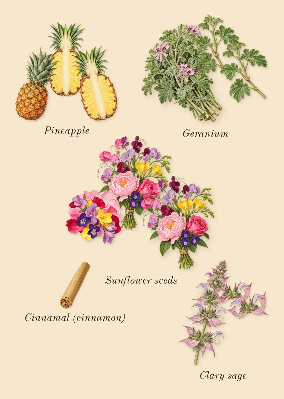 Polo 67, heart: Geranium, Sunflower seeds, Clary sage, Pineapple, Cinnamal (cinnamon)
