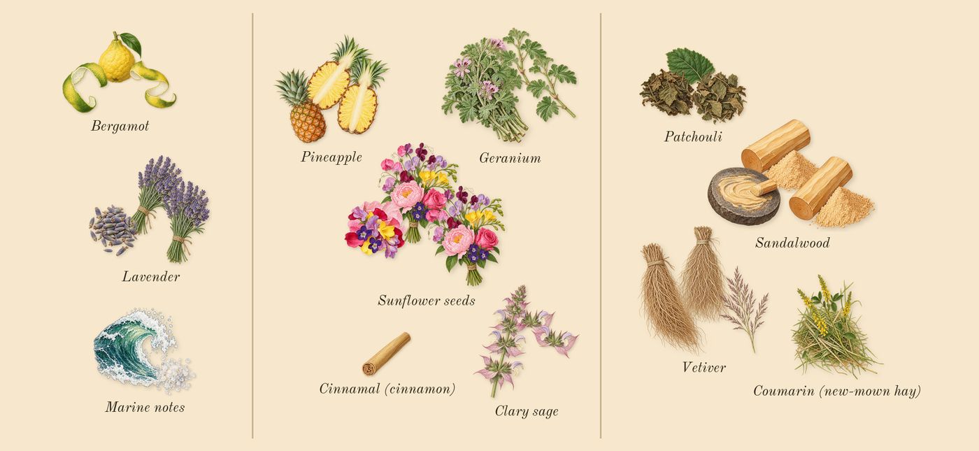 Polo 67’s scent picture, a draft: bergamot, marine notes, lavender, geranium, sunflower seeds, clary sage drawn so far; dashed outlines where nothing is drawn yet