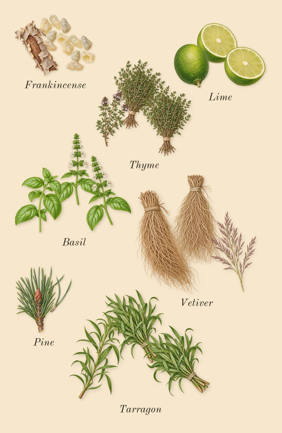 Polo, top notes: Lime, Basil, Vetiver, Pine, Thyme, Tarragon, Frankincense