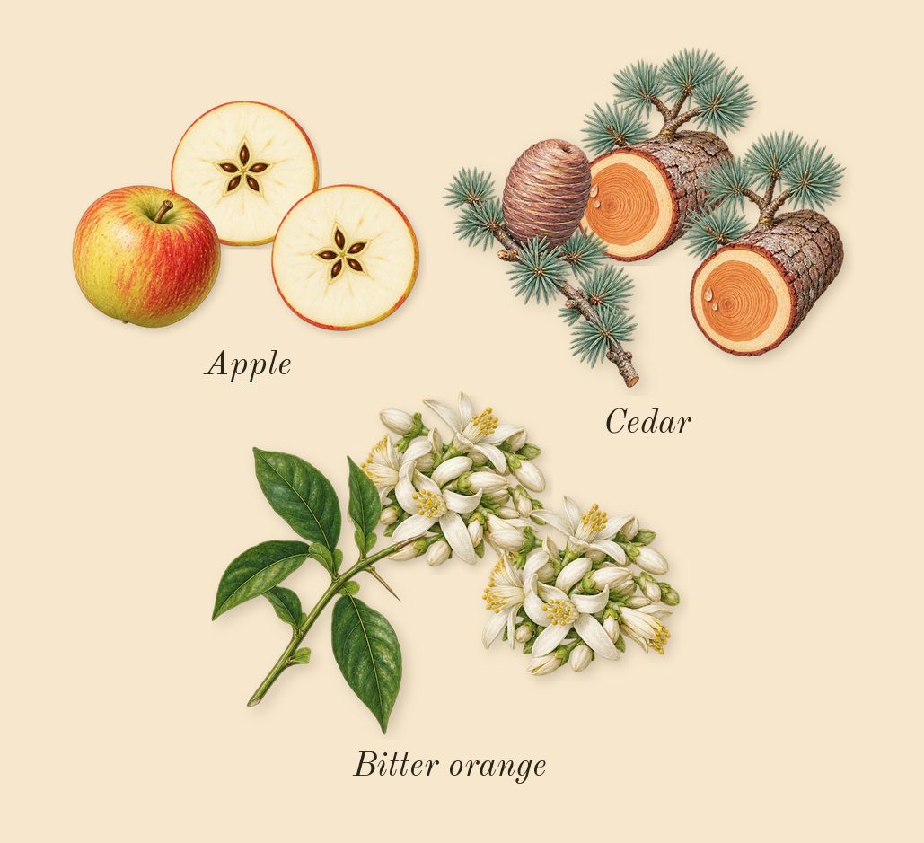 Ralph's Club, heart: Cedar, Apple, Bitter orange